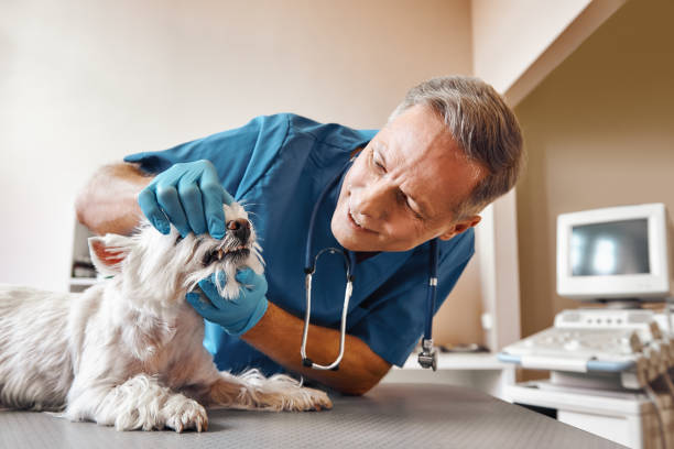 Best Emergency Broken Tooth Repair in Leo Cedarville, IN